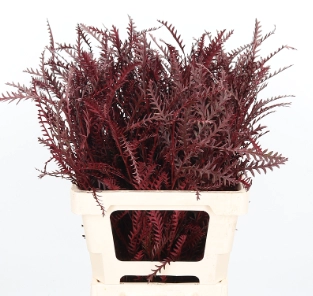 Blad Grevillea ivanhoe tinted bordeaux