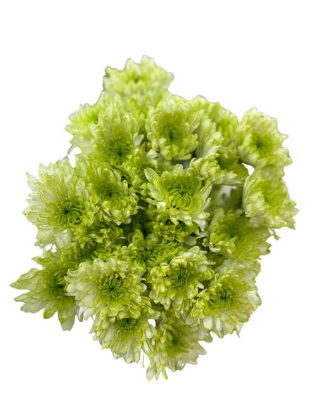 Chrysanthemum spray giuntus | Wholesale flowers, plants and supplies Chrysanthemum spray giuntus