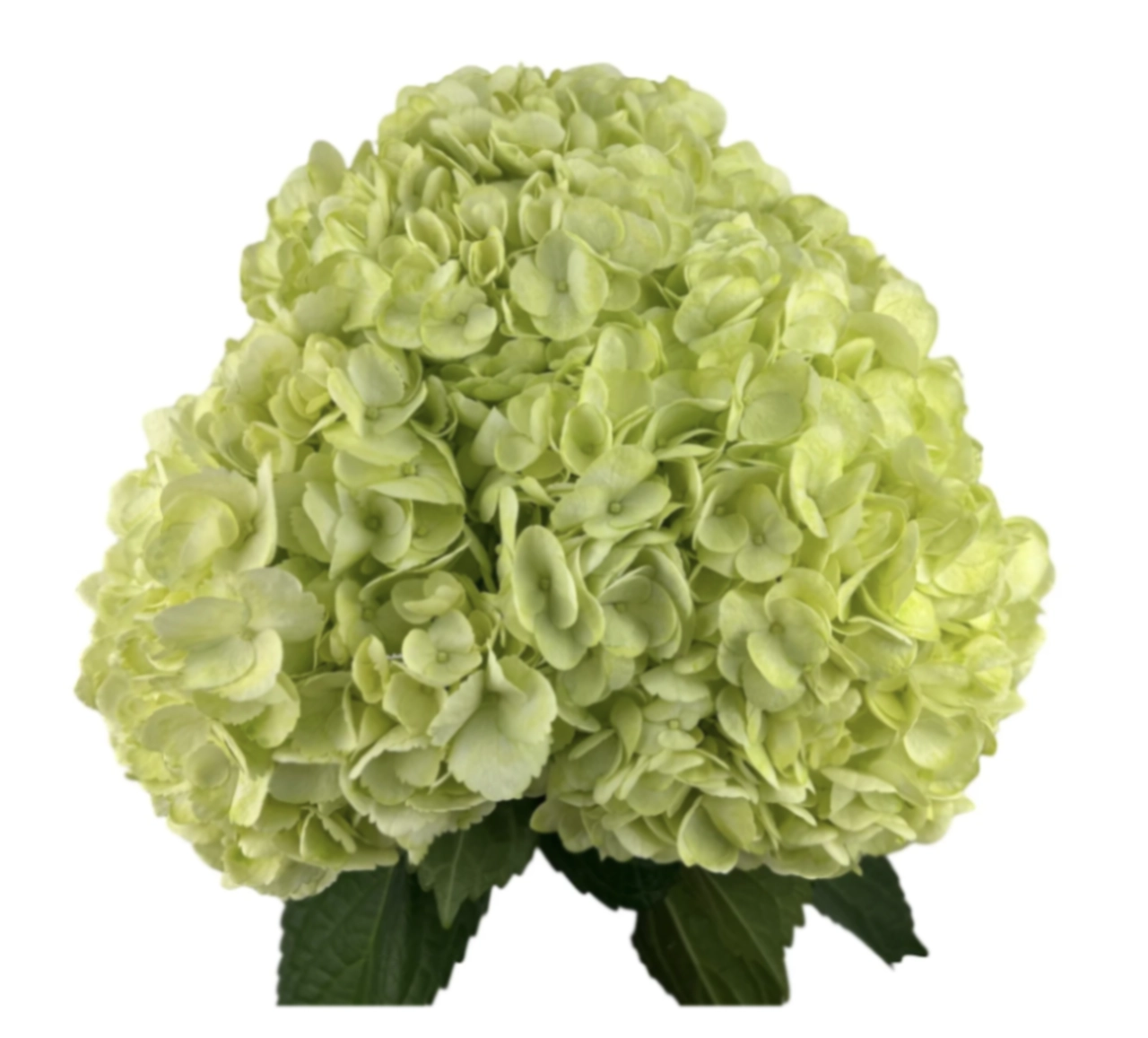 Hydrangea premium easter green