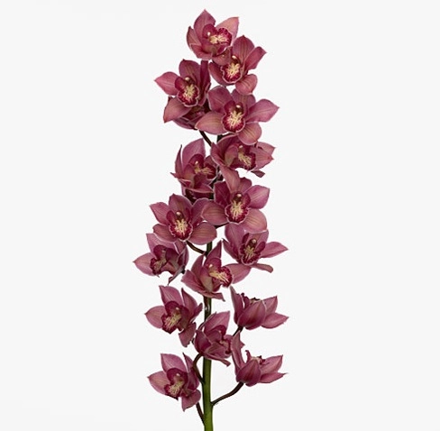 Cymbidium toledo