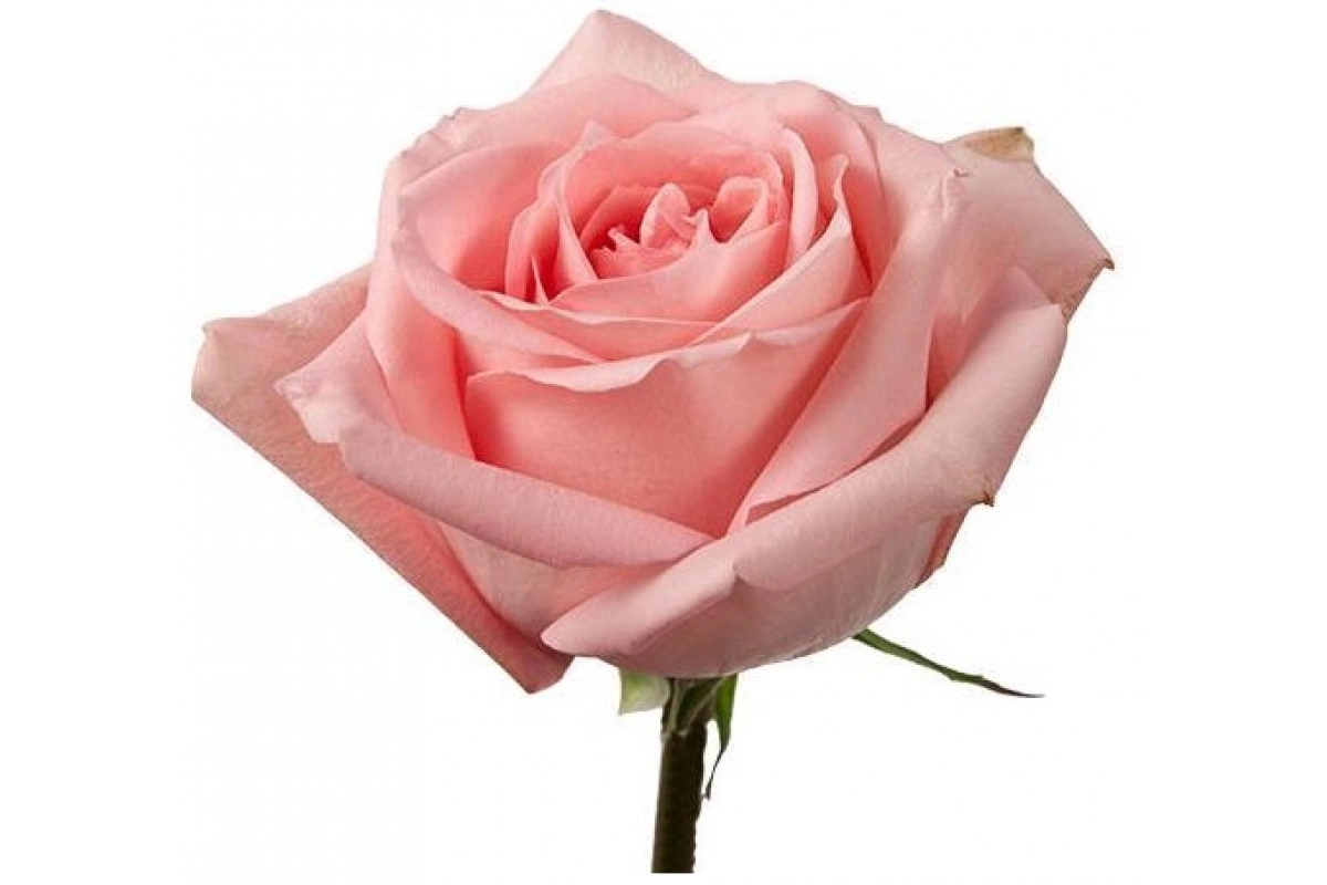 Rose high & tender