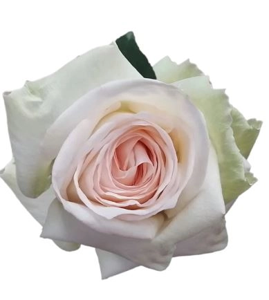 Rose white ohara | Wholesale flowers, plants and supplies Rose white ohara
