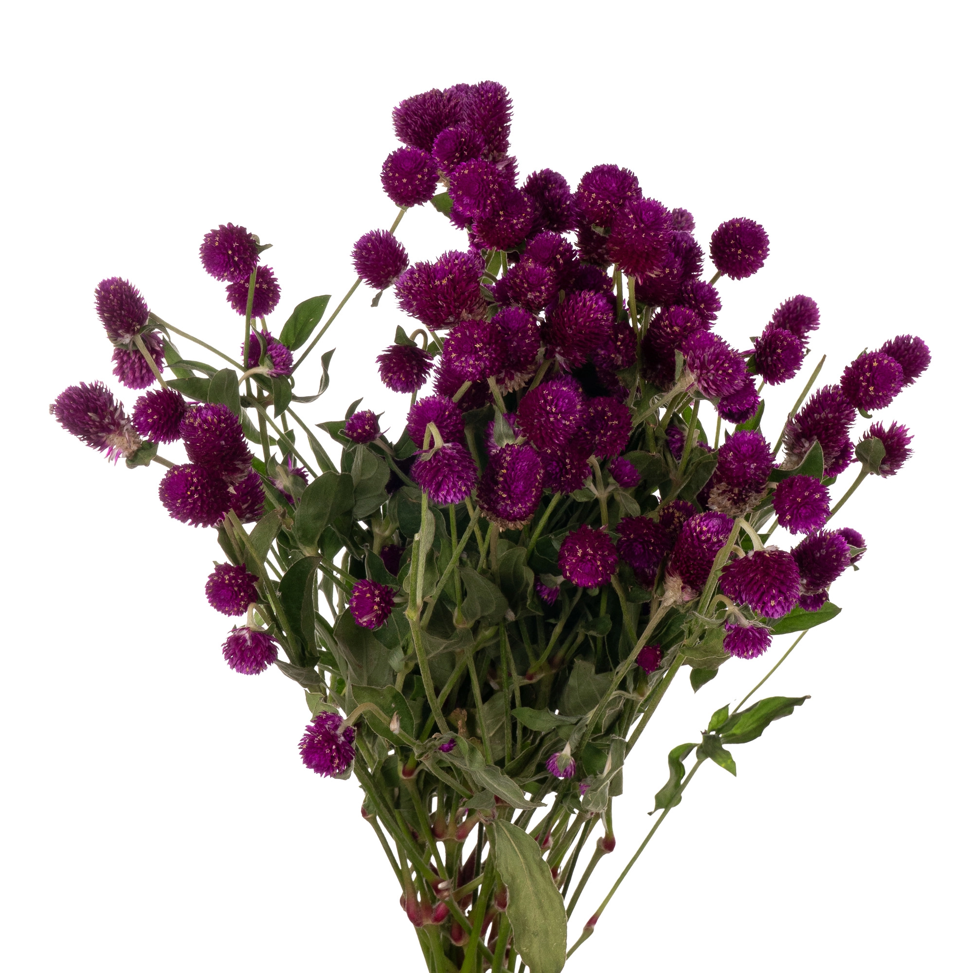Gomphrena purple