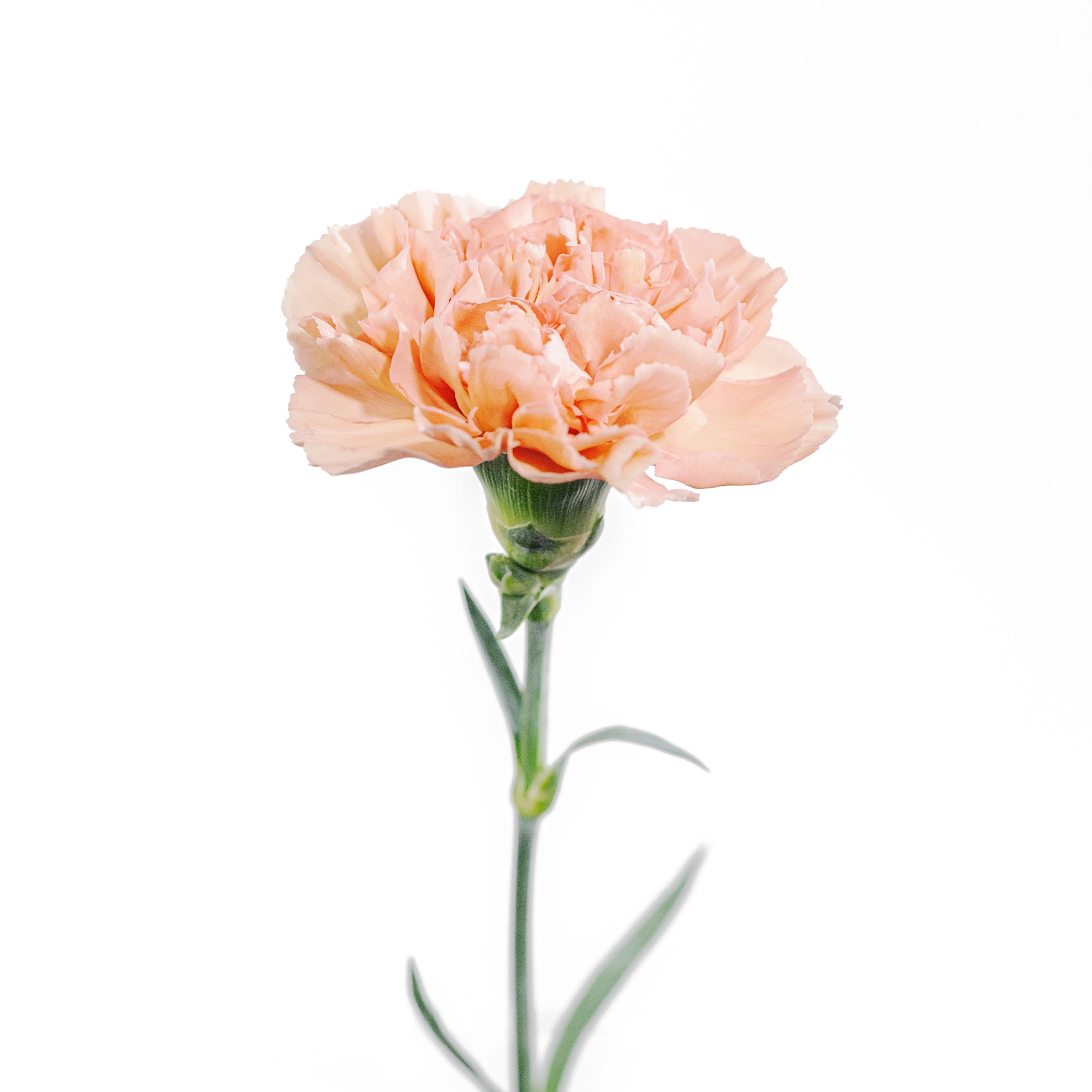 Carnation terracotta