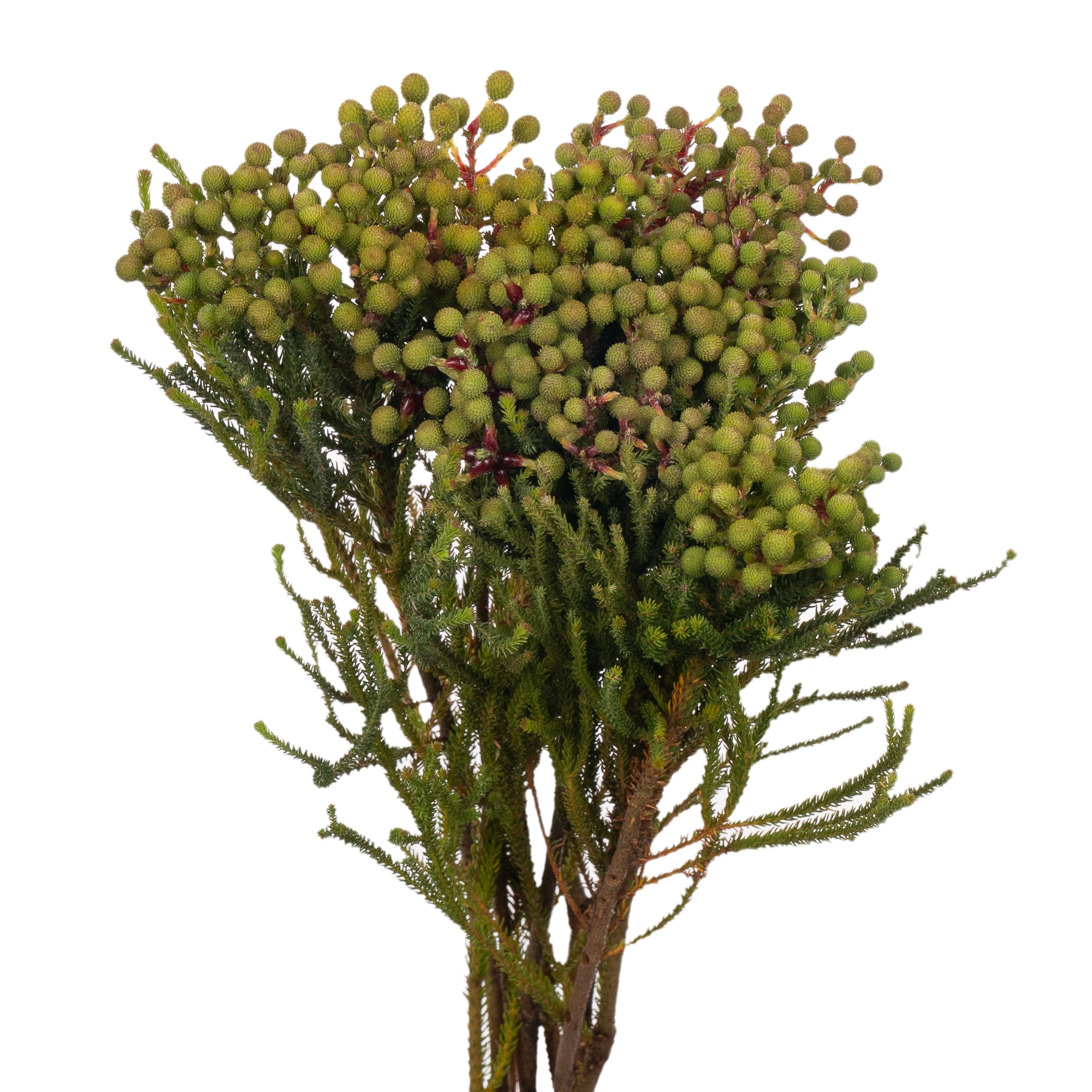 Berzelia abrotanoides young