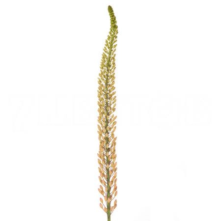 Eremurus rumba