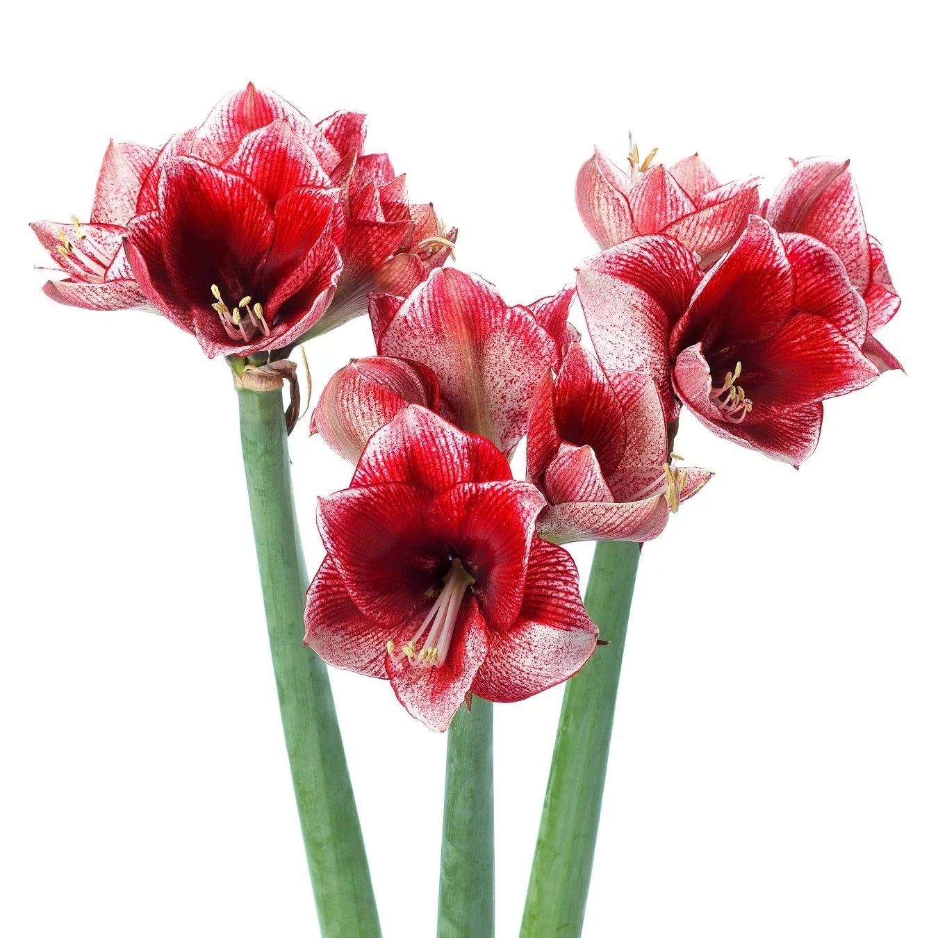 Hippeastrum maestro