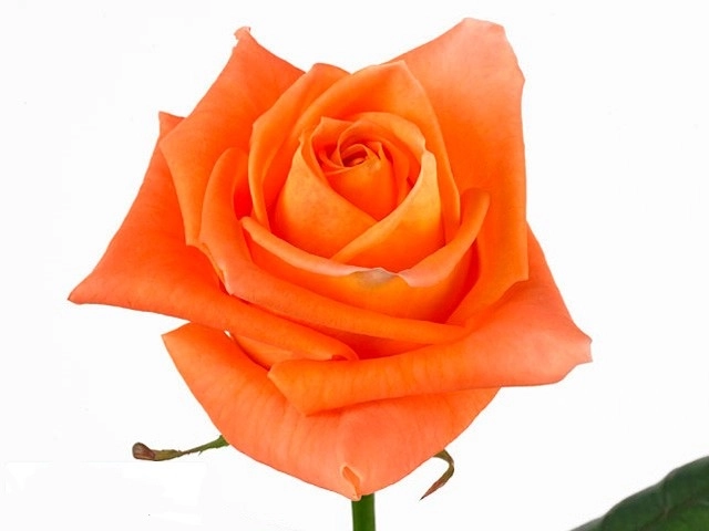 Rose voodoo!