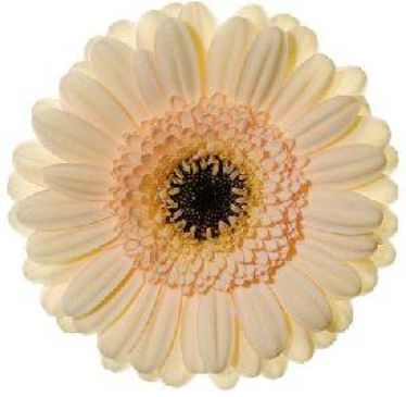Gerbera Mini cafe | Wholesale flowers, plants and supplies Gerbera Mini cafe