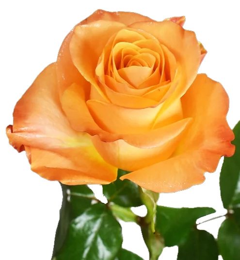 Rose aloha