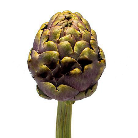 Cynara scolymus