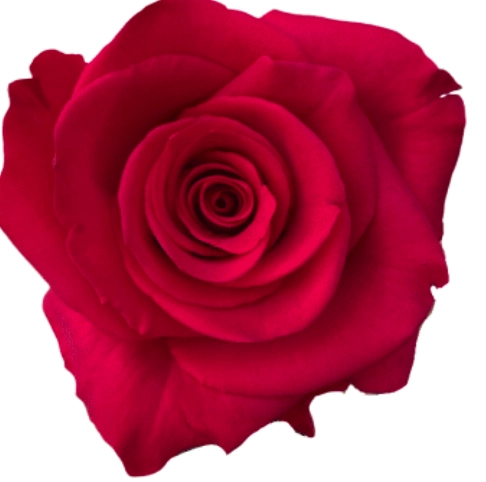 Rose v.i. pink | Wholesale flowers, plants and supplies Rose v.i. pink