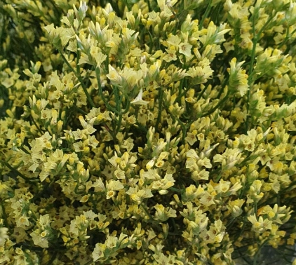 Limonium cumulo