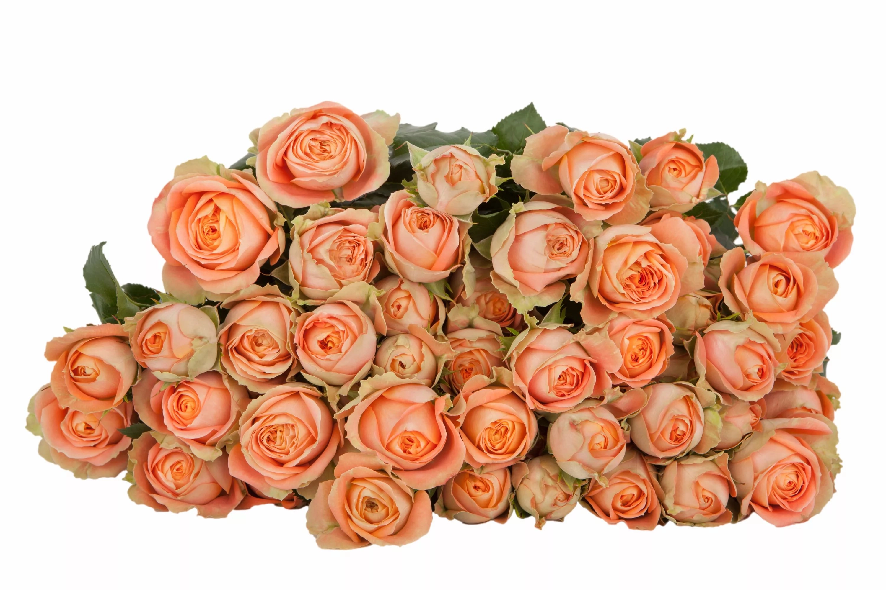 Rose spray juice sensation | Wholesale flowers, plants and supplies Rose spray juice sensation