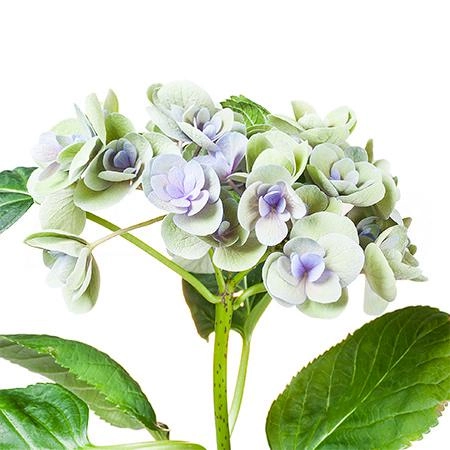 Hydrangea beautensia papillon classic green
