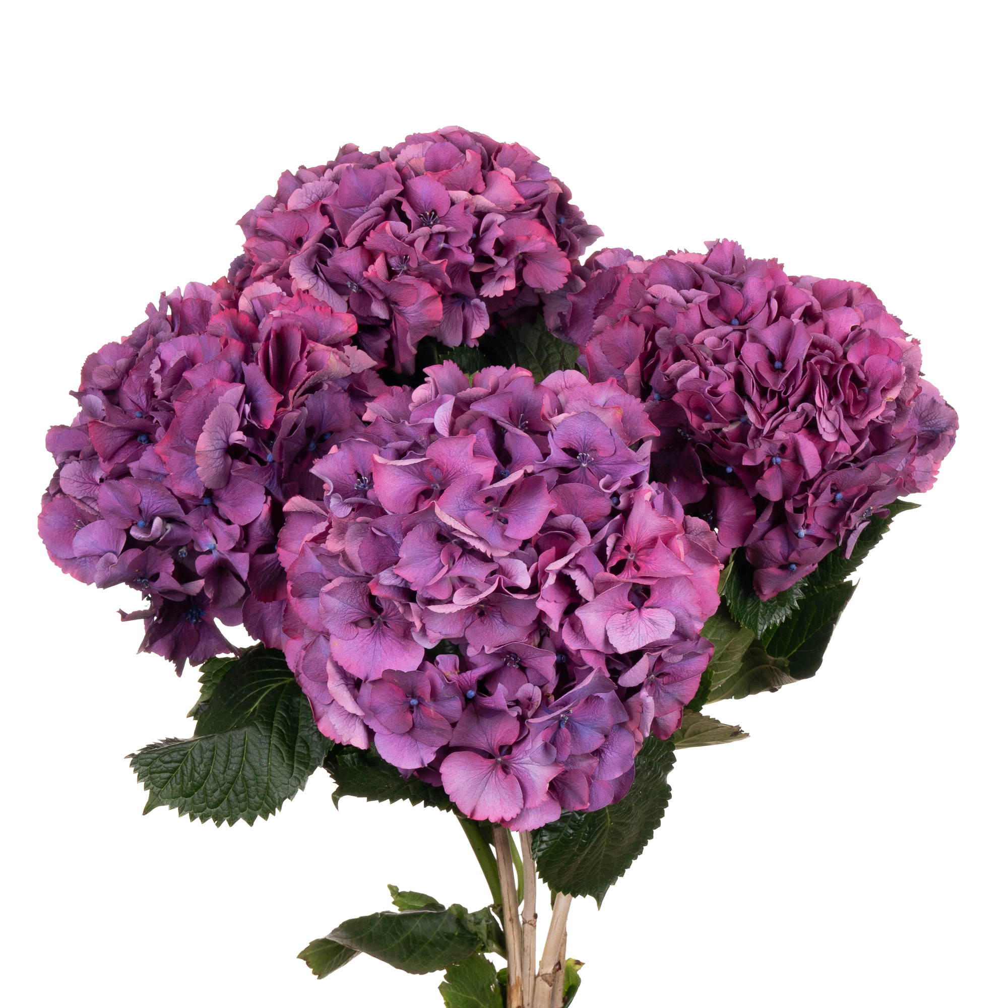 Hydrangea sibilla purple