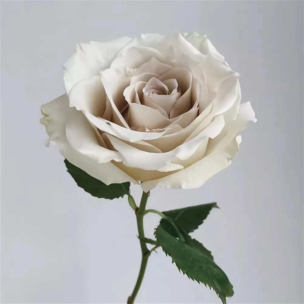 Rose early grey