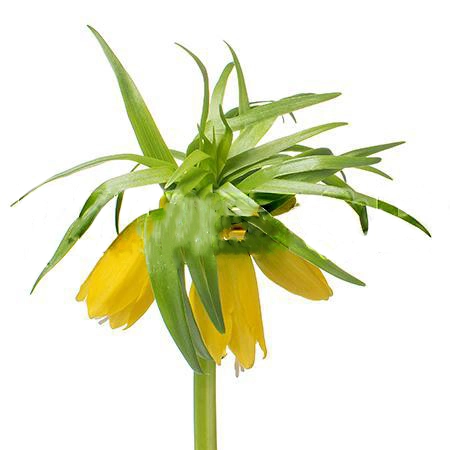 Fritillaria lutea