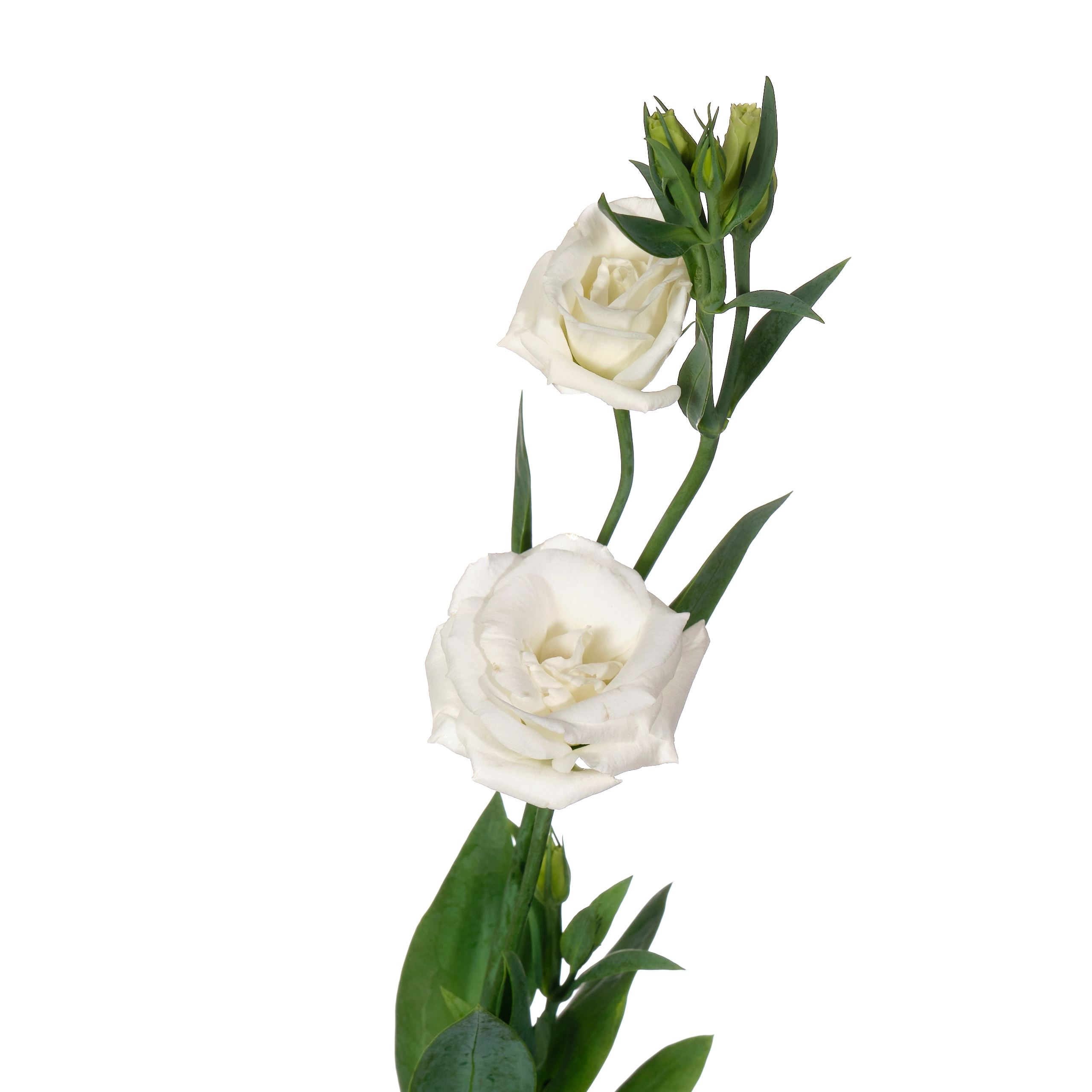 Eustoma double arena white