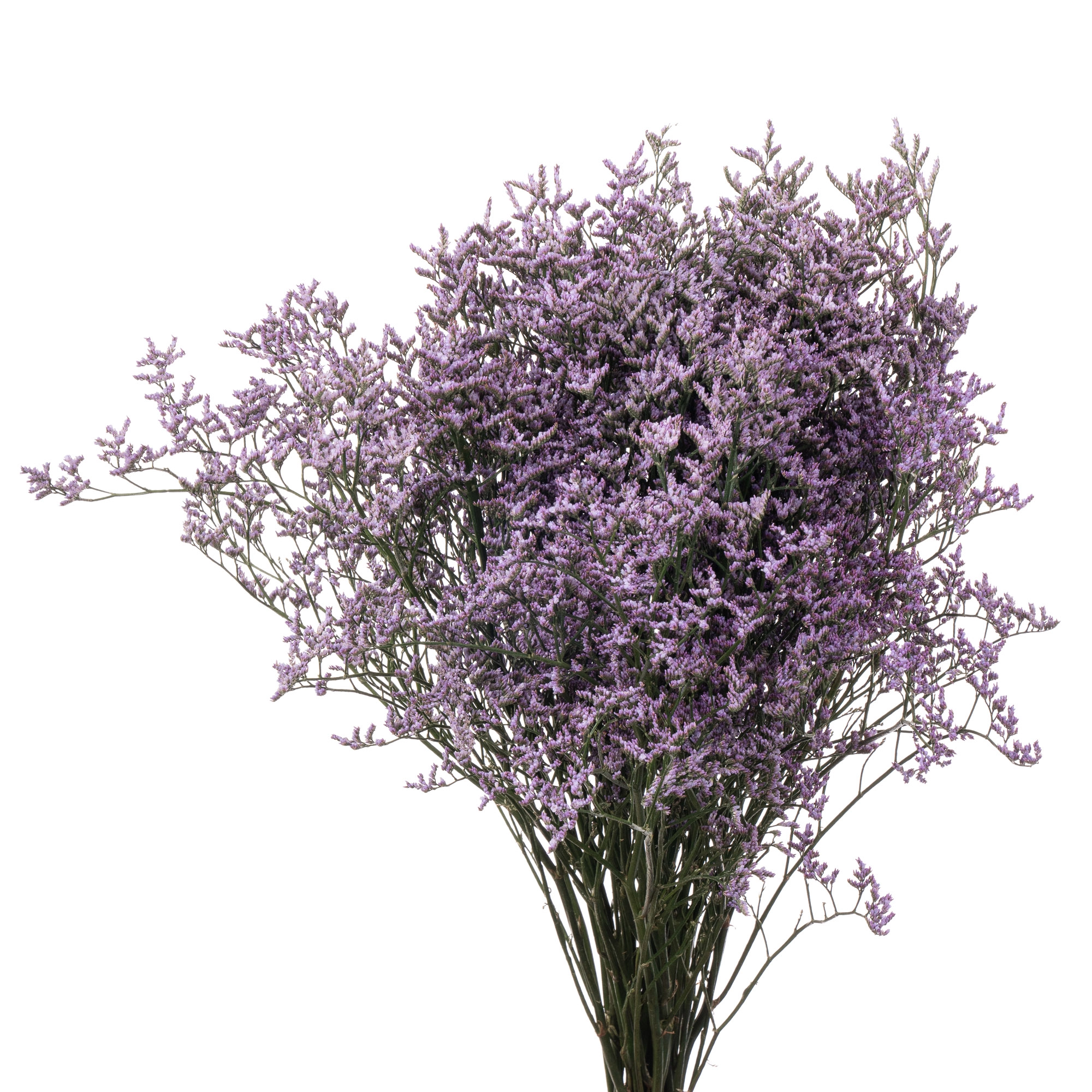 Limonium safora lilac
