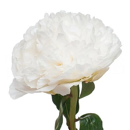 Paeonia bowl of cream