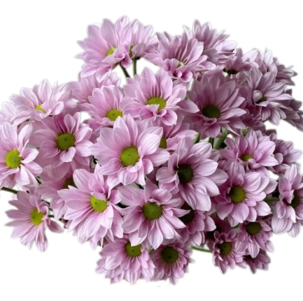 Chrysanthemum santini salmon pink