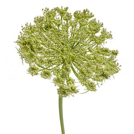 Ammi green mist