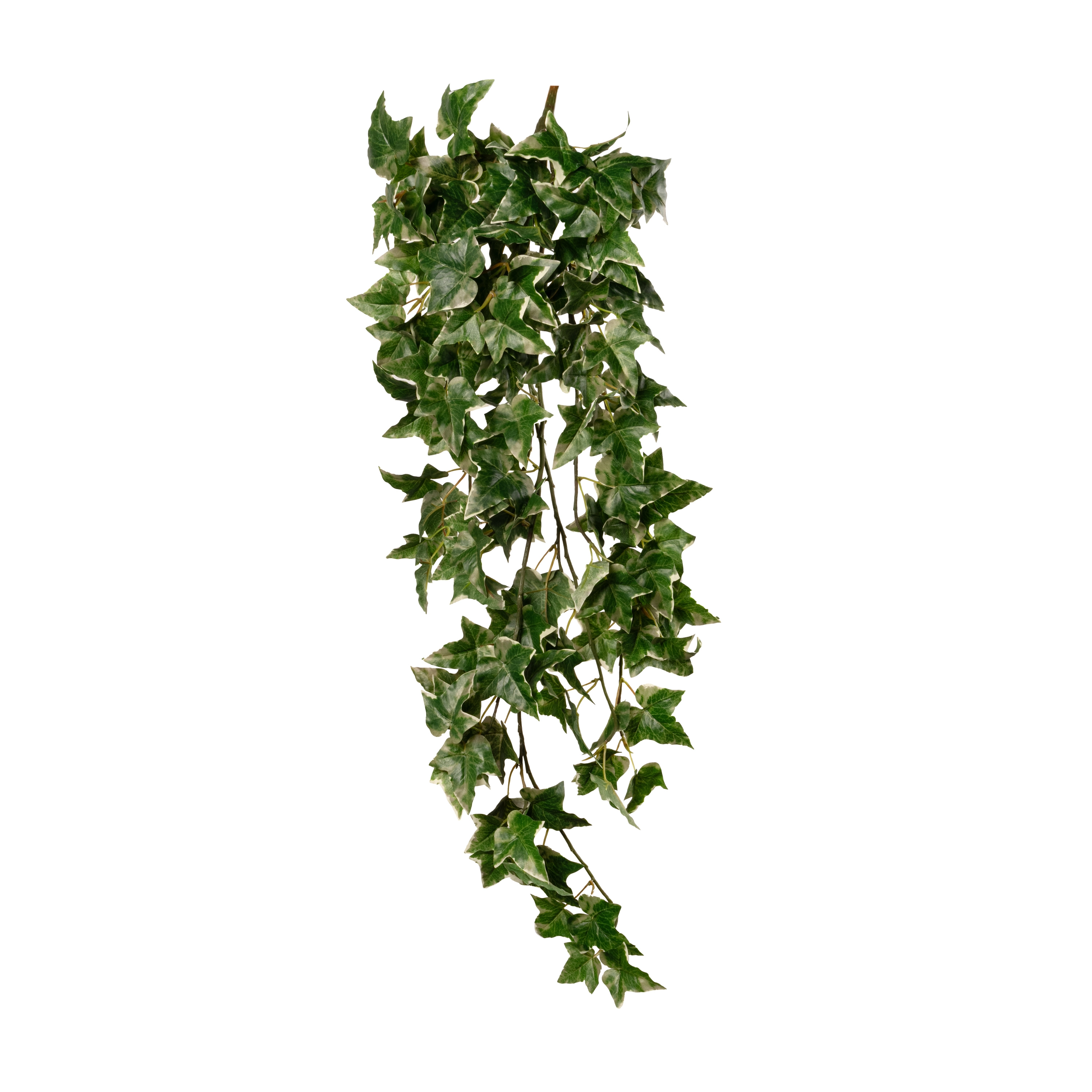 Artificial holland ivy hanging bush 166LVS | Wholesale flowers, plants and supplies Artificial holland ivy hanging bush 166LVS