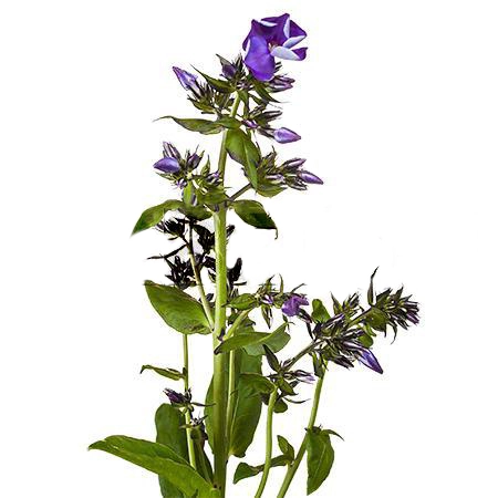 Phlox