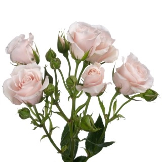 Rose sprаy champagne majolik | Wholesale flowers, plants and supplies Rose sprаy champagne majolik