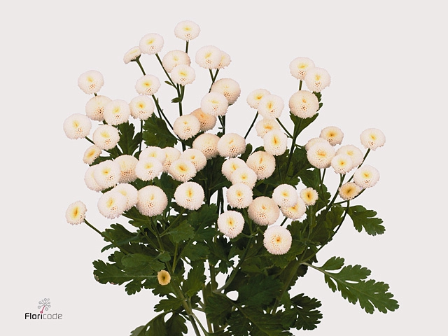 Tanacetum white