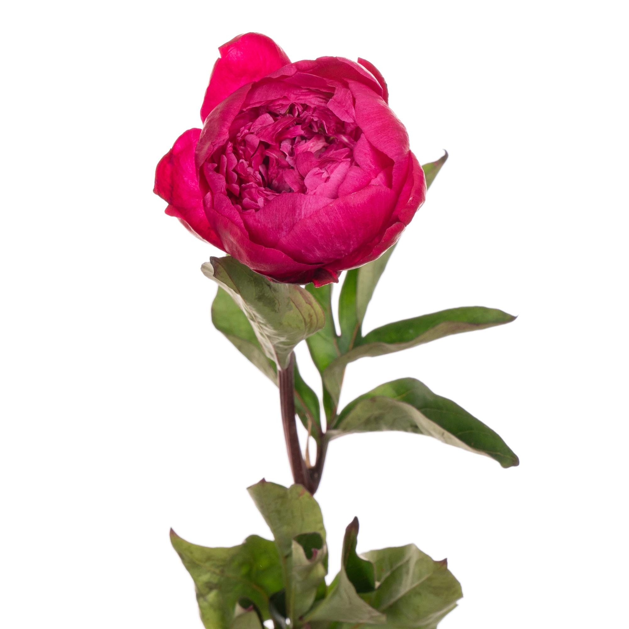 Paeonia red bernardt | Wholesale flowers, plants and supplies Paeonia red bernardt
