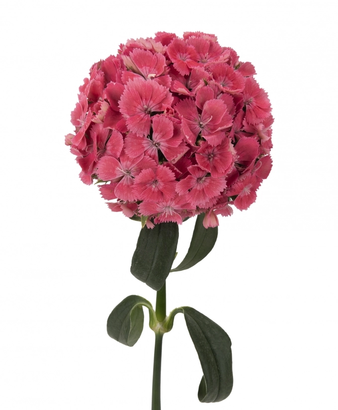 Carnation kiwi kico coral