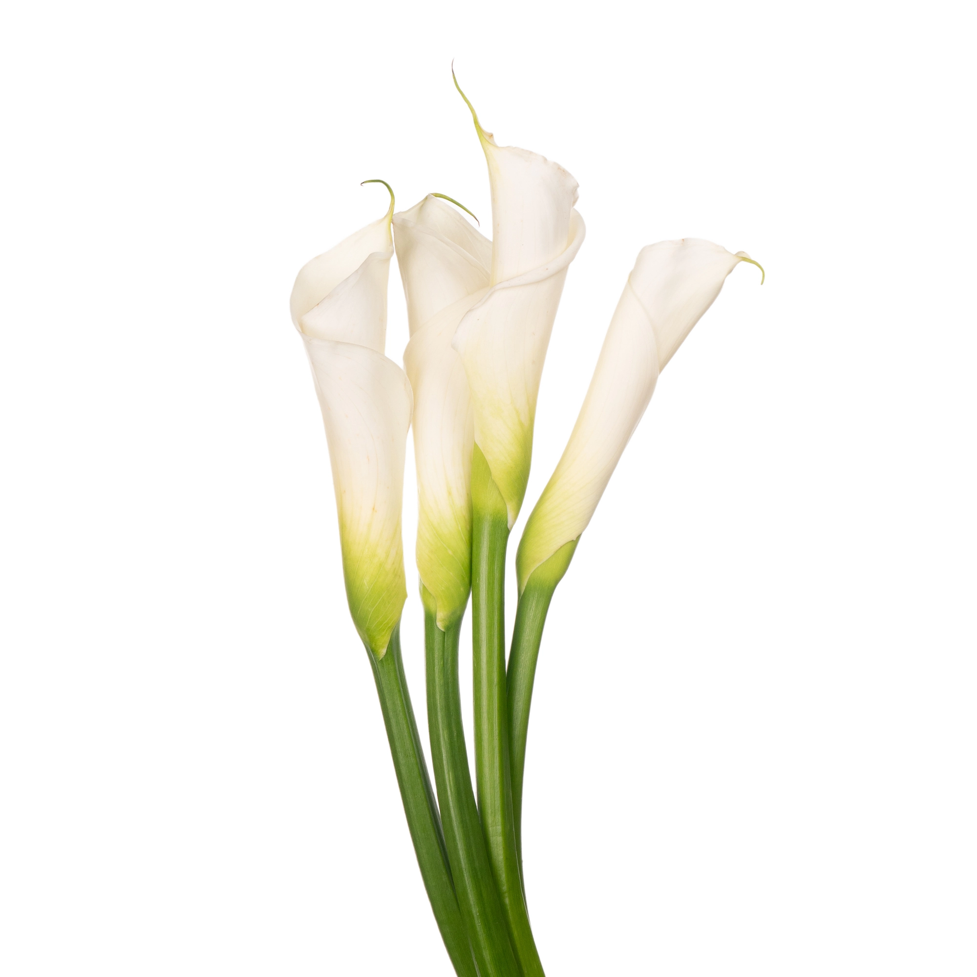 Zantedeschia white