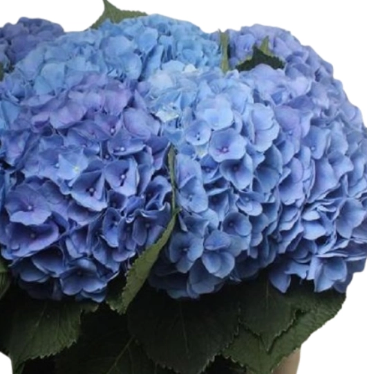 Hydrangea hilde moorhof