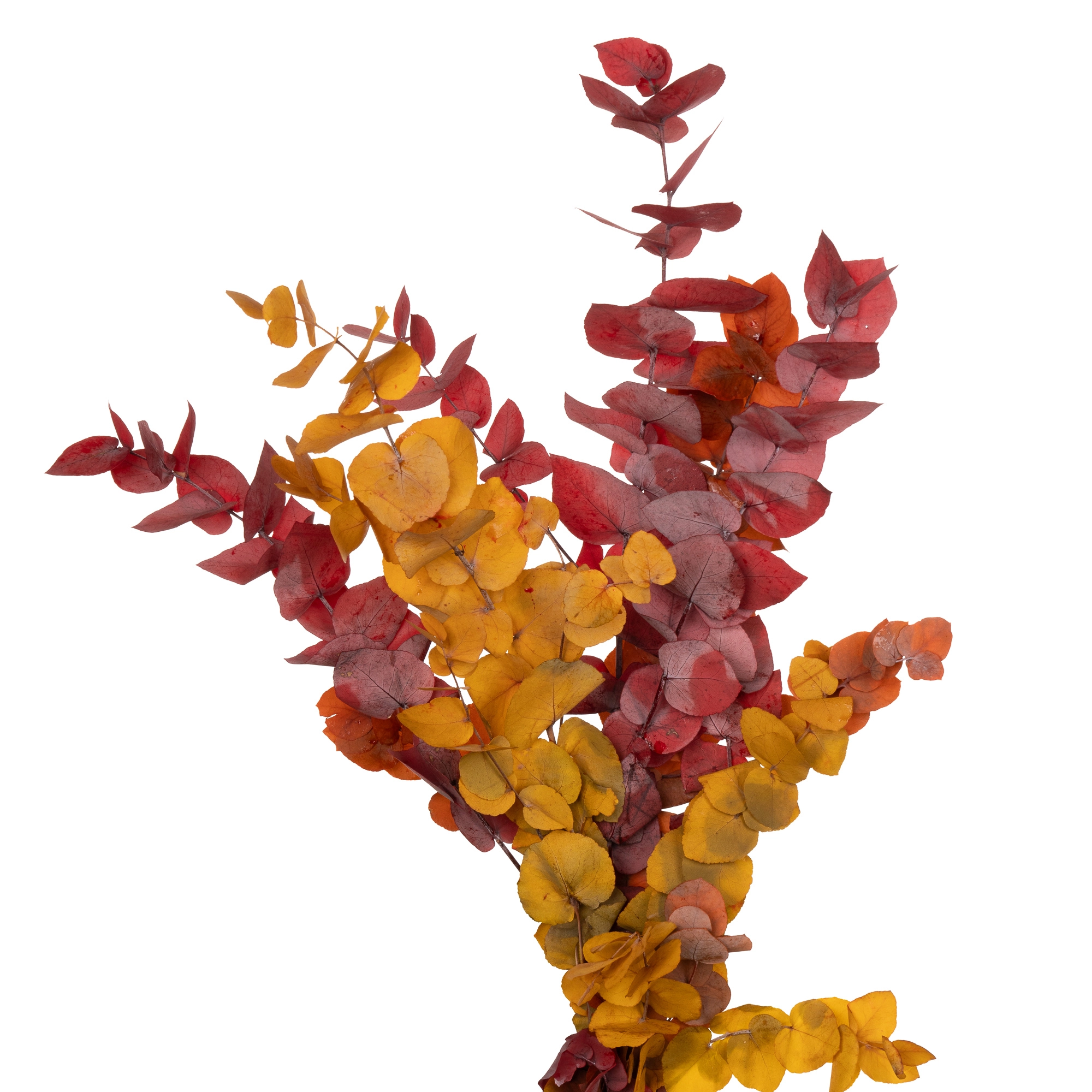 Blad Eucalyptus preserved stuartiana autumn mix