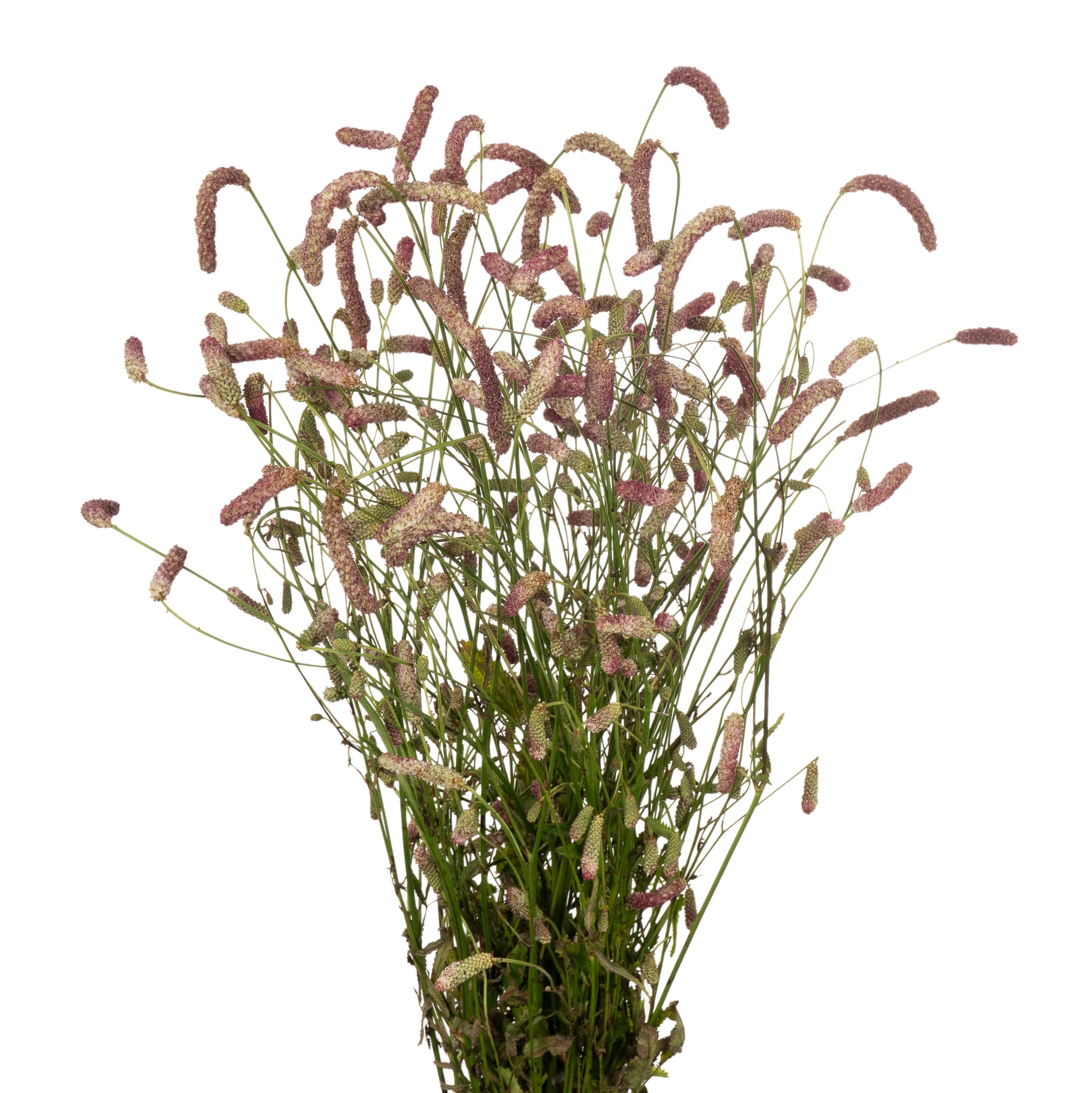 Sanguisorba pink tanna