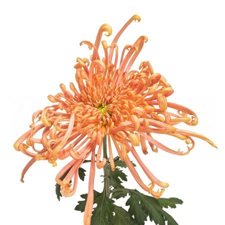 Chrysanthemum cobra