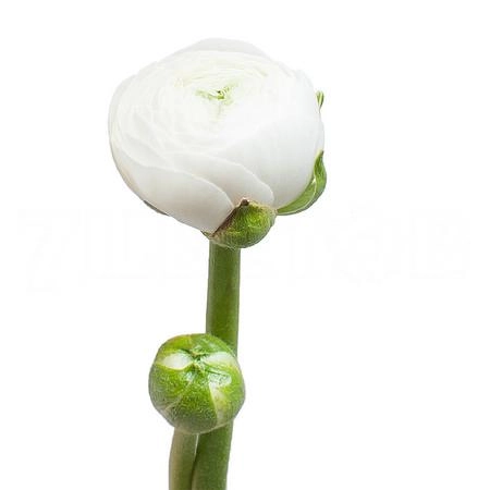 Ranunculus aazur white