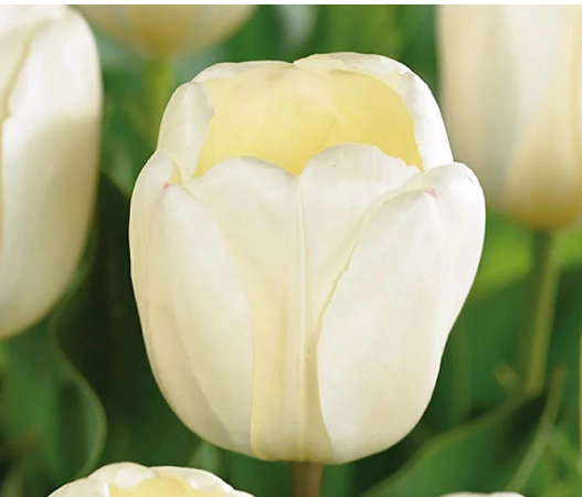 Tulip fringed ivory proud | Wholesale flowers, plants and supplies Tulip fringed ivory proud