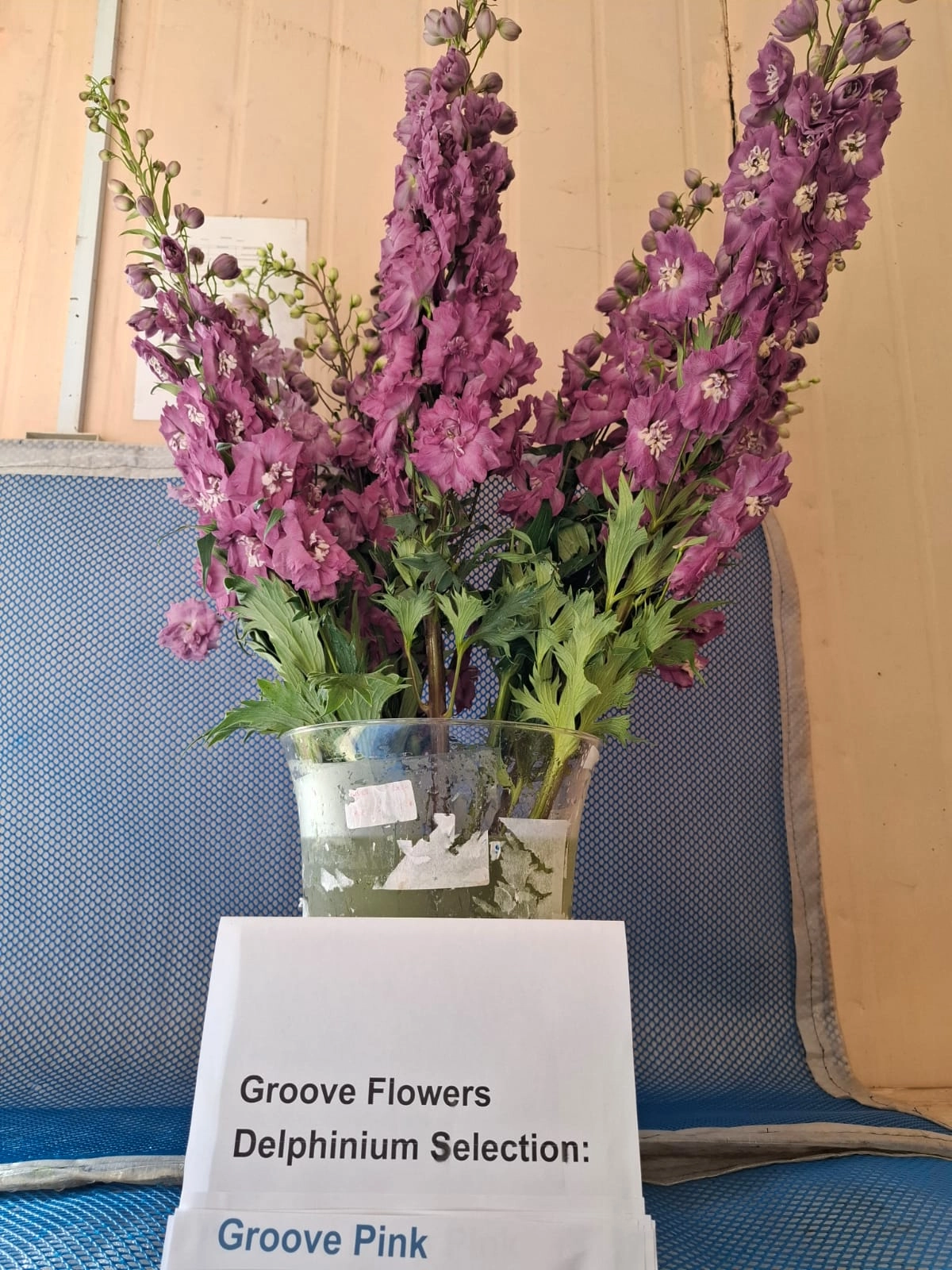 Delphinium groove pink