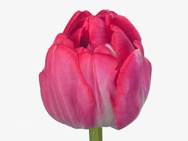 Tulip double beth hart
