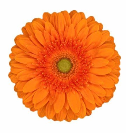 Gerbera eureka