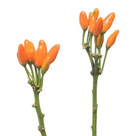 Capsicum orange fire | Wholesale flowers, plants and supplies Capsicum orange fire