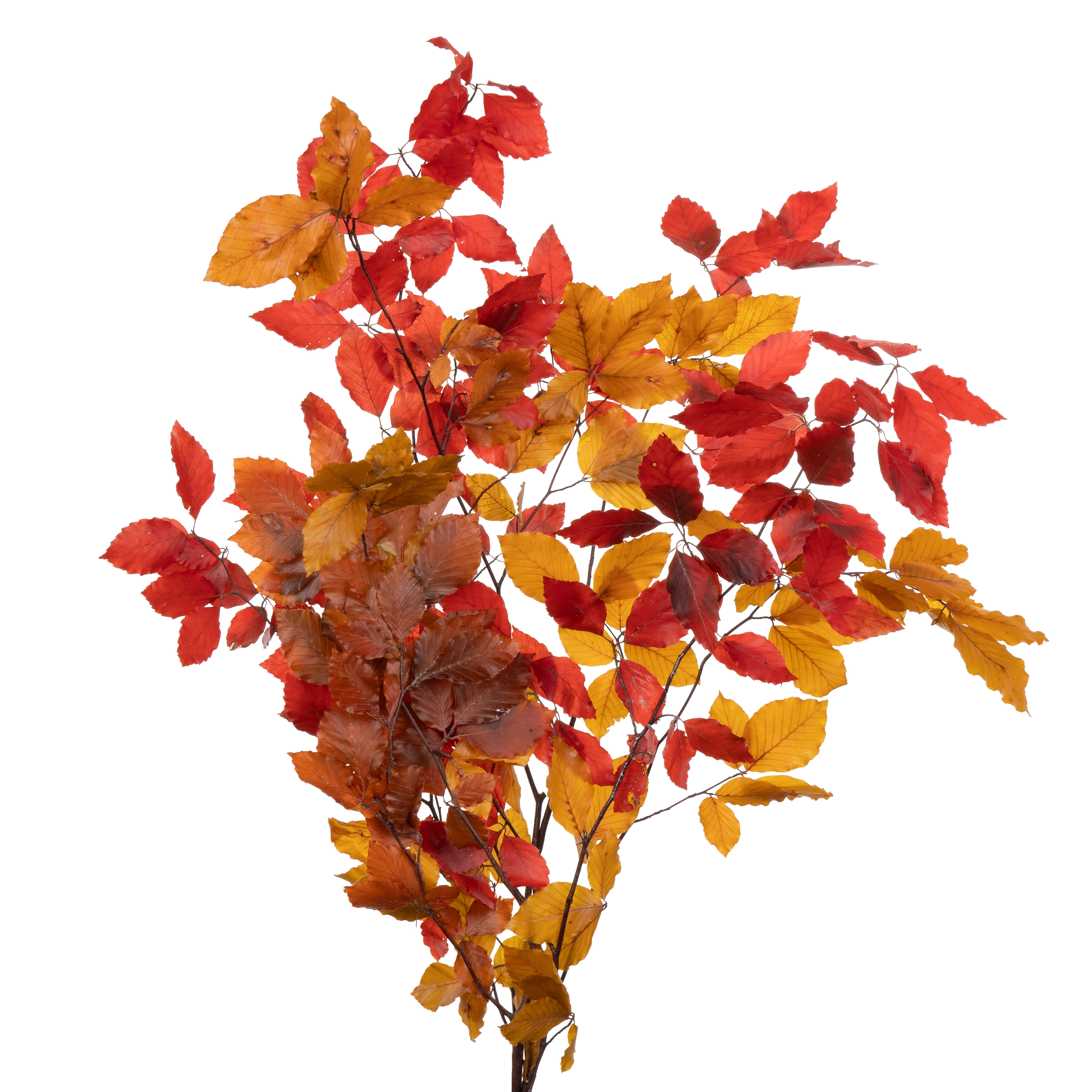 Blad Fagus preserved autumn mix