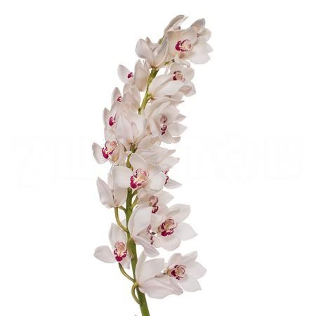 Cymbidium mazurka