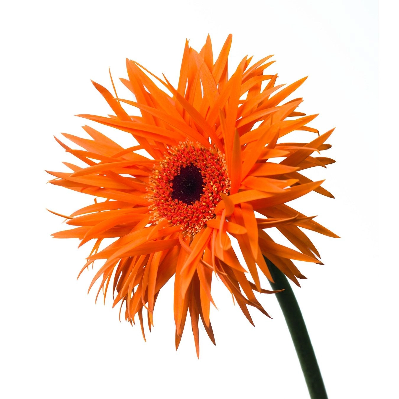 Gerbera orange springs