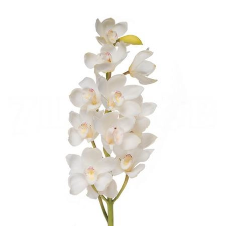 Cymbidium winterbird early white
