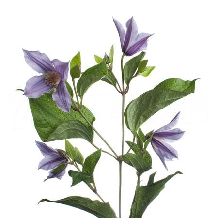 Clematis star river