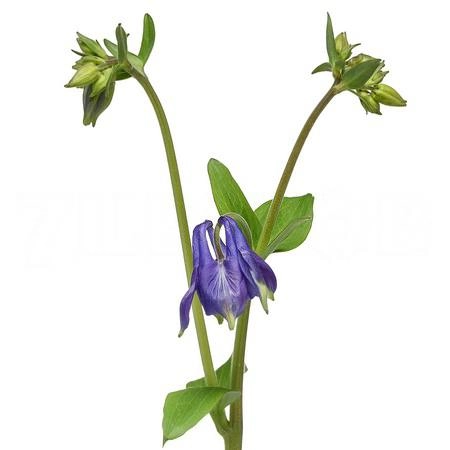 Aquilegia blue lady